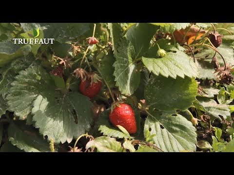 Entretenir les fraisiers toute l'année - Truffaut