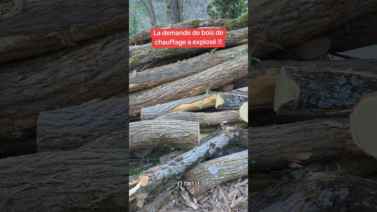 la demande de bois de chauffage a explosé !! #bucheron #stihl #boisdechauffage #ms500i #wood #tree