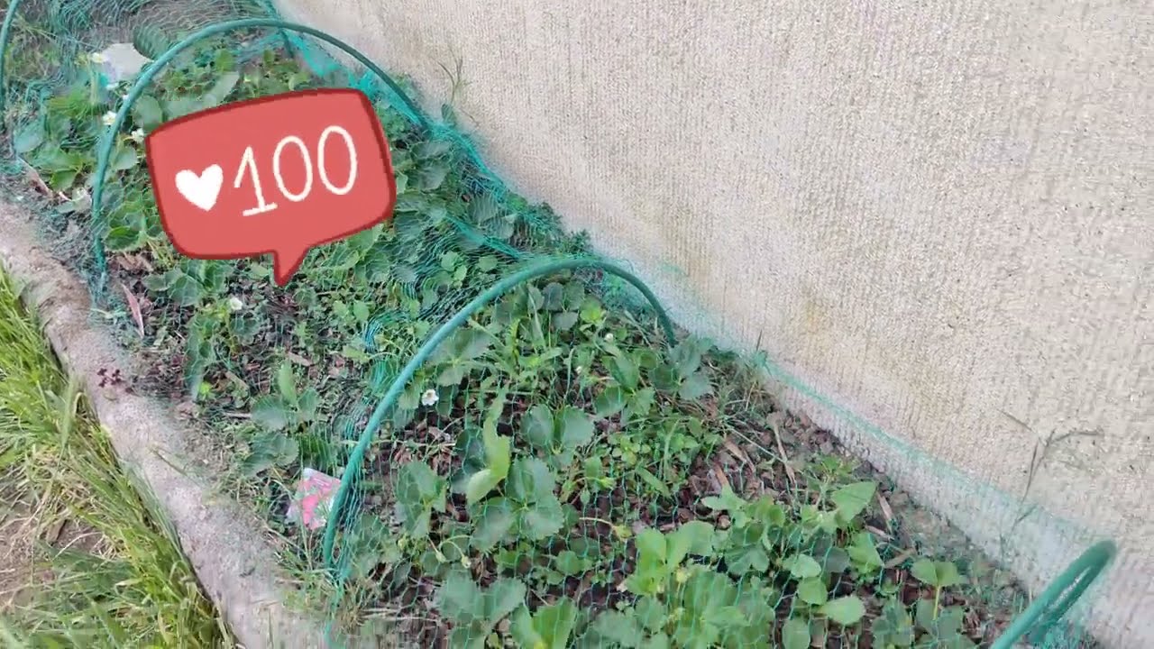 69🌱 Suivi des plants de fraises et pose d'un filet anti oiseaux | Le potager en mai