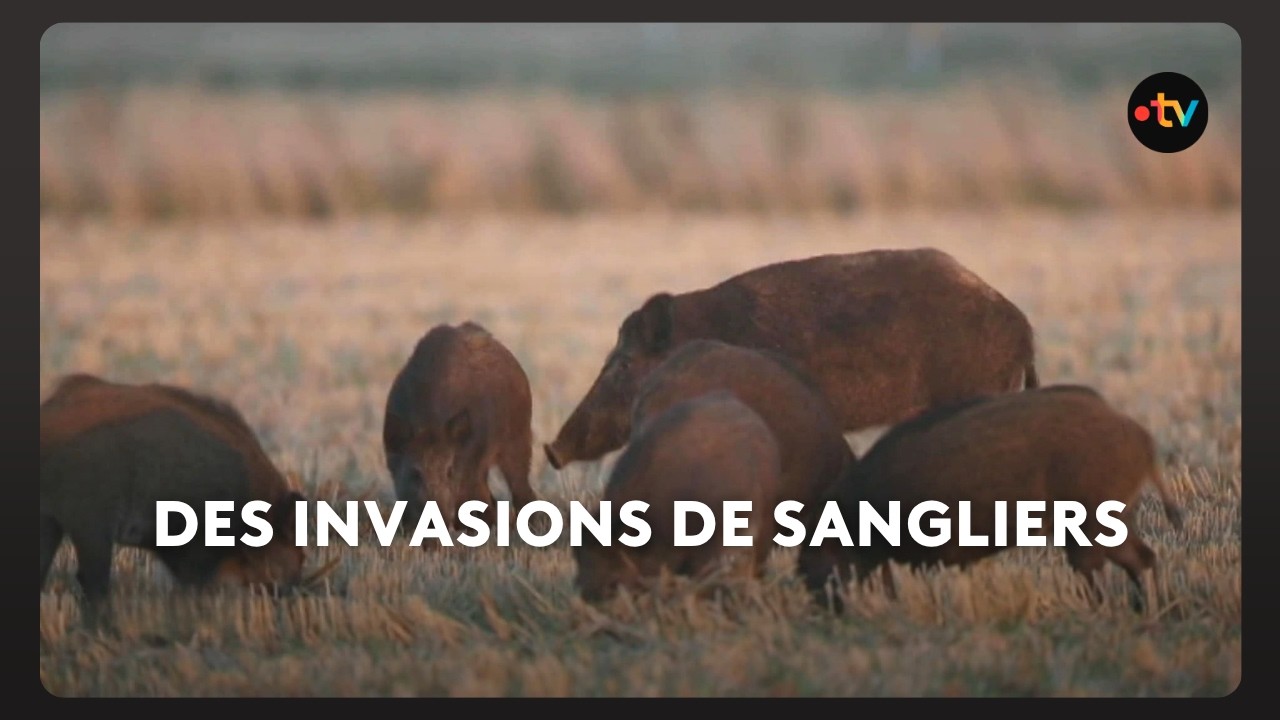 Ils s’incrustent partout, même dans les centres villes détruisant tout sur leur passage.