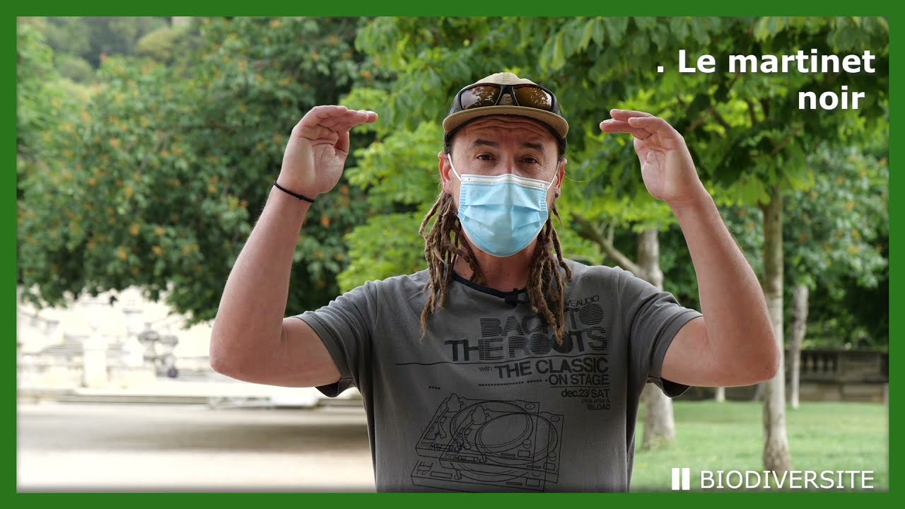 Conseil Biodiversité épisode 3 : Protéger les hirondelles et les martinets