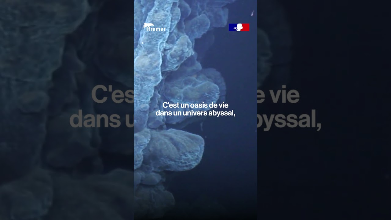 Quand on arrive sur une cheminée hydrothermale... 👀 #Nautile #Genavir