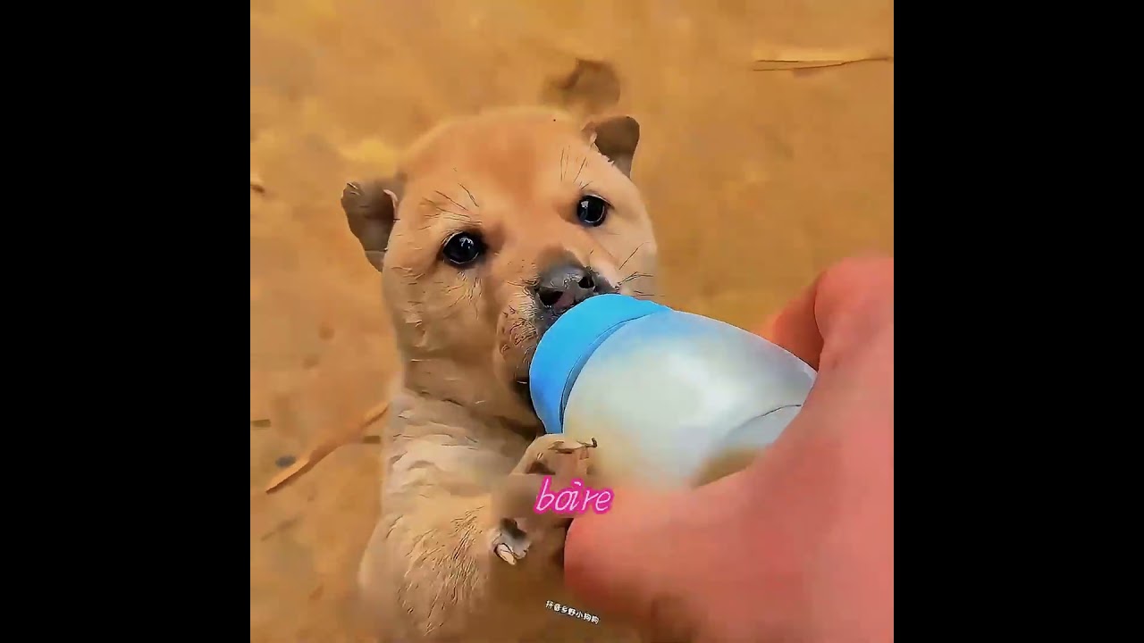 La nourriture de ce chiot est toujours volée aux autres chiens.  #chien #animisme #animals #animaux