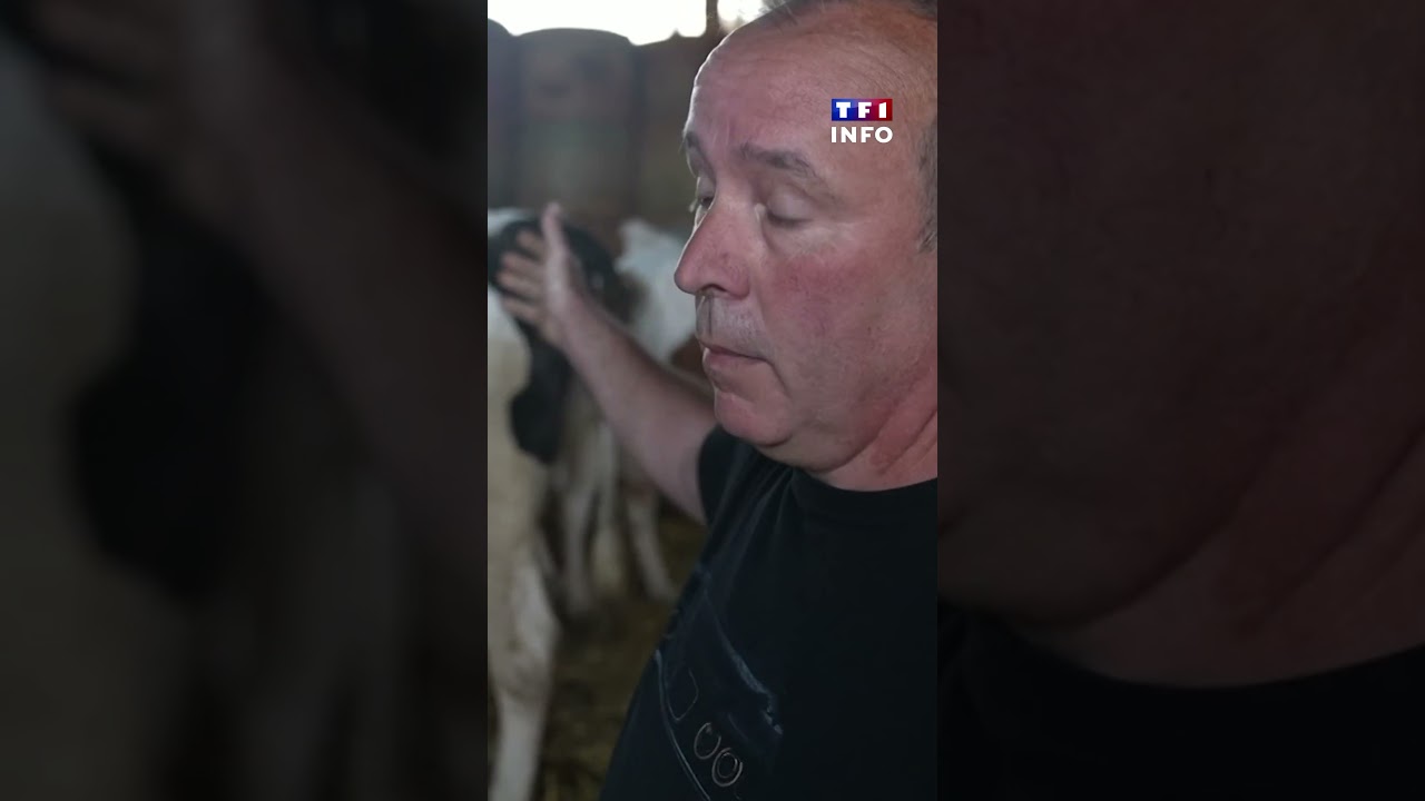 Investir dans une vache, plus intéressant qu'un livret d'épargne ? ｜TF1 INFO